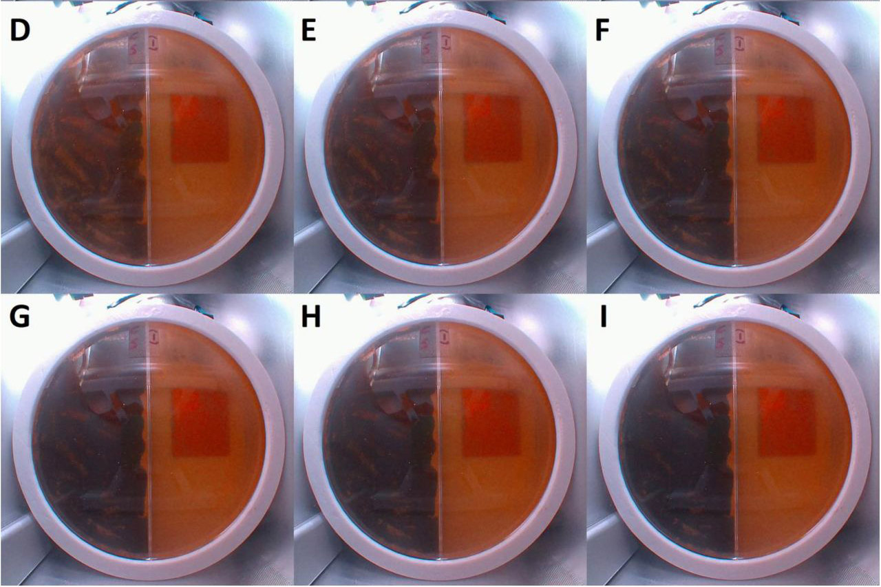 Chernobyl mold could shield astronauts from deep-space radiation