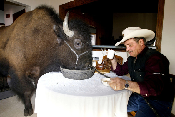 Investors eat up Orbillion Bio’s plans for lab-grown wagyu beef, elk, and bison
