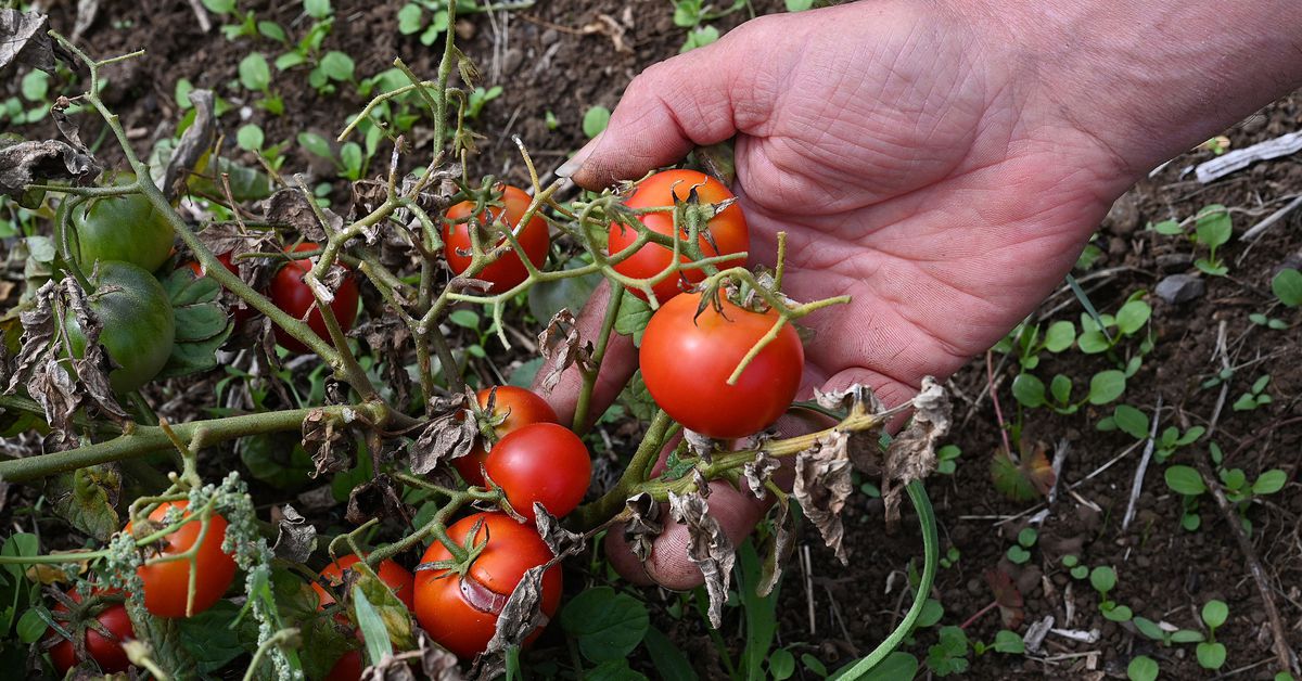 This is what a plant sounds like when it’s stressed