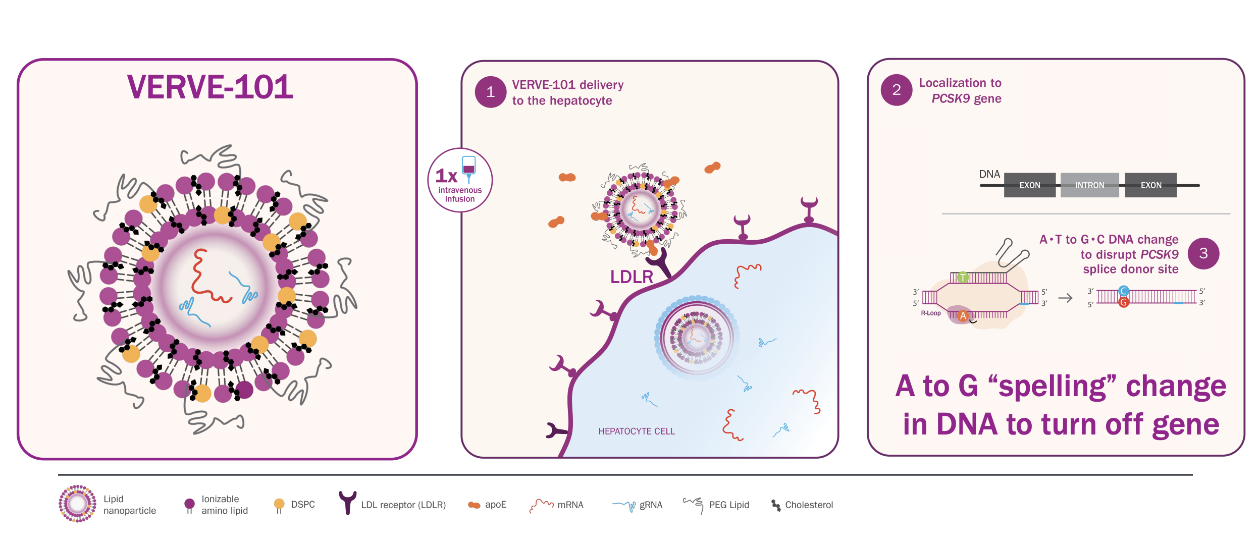 Researchers developed a gene-editing technology that reduces ‘bad’ cholesterol